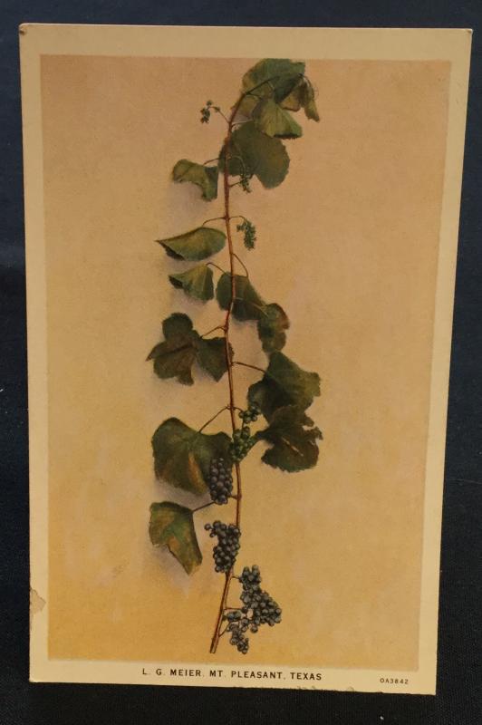 Postcard Unused Everbearing Grape by L.G. Meier MT Pleasant TX LB