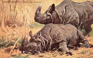 Vintage Postcard 1910's Portrait of Rhinoceros Unicornis Indisches Nashorn