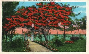 Vintage Postcard 1936 Royal Poinciana Tree Florida Vines Glowing Colors Flowers