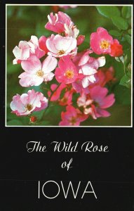 Postcard The Wild Rose Adopted As The Official State Flower In May, 1897 Iowa IA