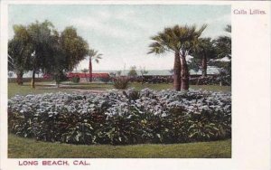 California Long Beach Calla Lillies
