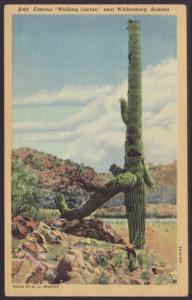 Walking Cactus,Near Wickenburg,AZ Postcard
