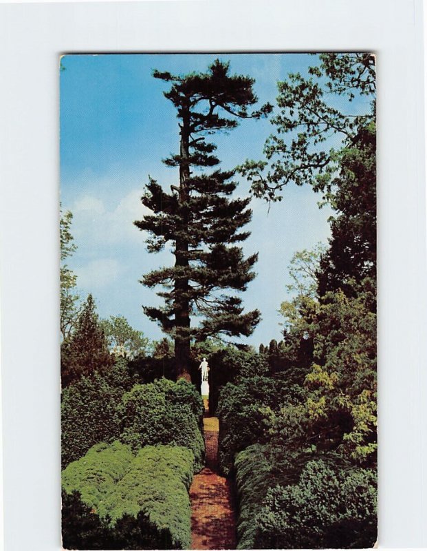 Postcard Boxwood Garden At Ash Lawn, Charlottesville, Virginia