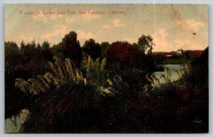 Golden Gate Park  San Francisco  California   Postcard  c1915