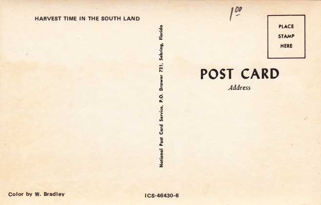 Peanut Harvest in Dixie - Harvesting Peanuts