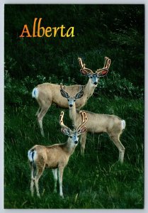 Mule Deer Bucks, Alberta, Canada, Chrome Postcard