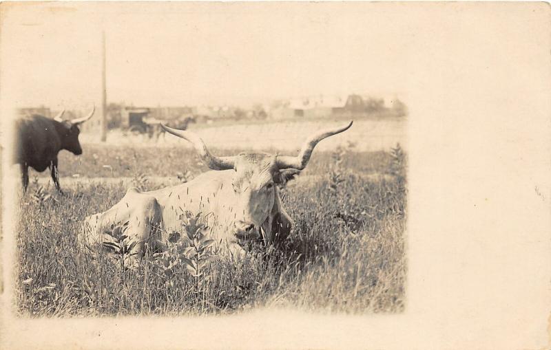 F19/ York? Pennsylvania RPPC Postcard c1910 Longhorn Cattle