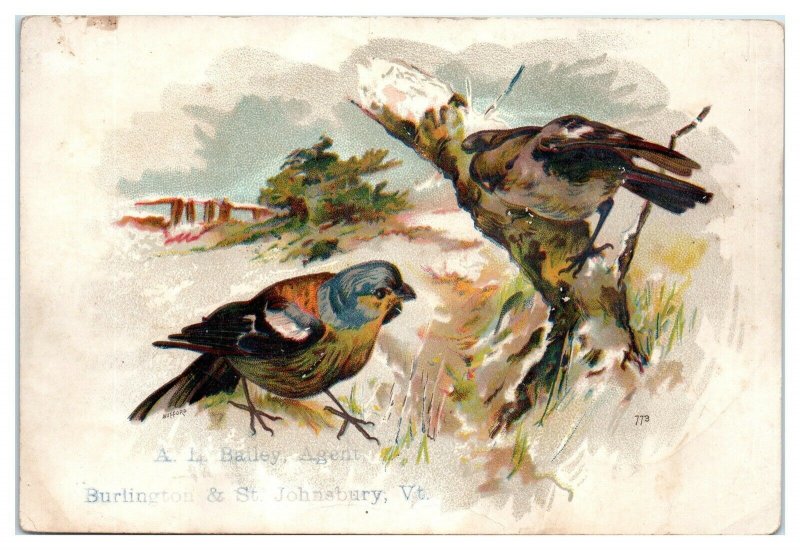 Birds, Palace Organs, AL Bailey, St. Johnsbury, VT Victorian Trade Card *VT19