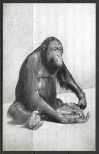 Illinois, Chicago - Orangutan - Natural History Museum - [IL-063]