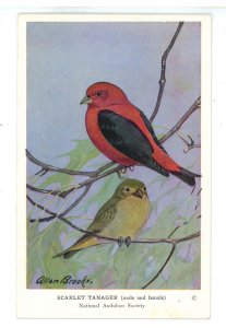 Birds - Scarlet Tanager  (Male & Female)