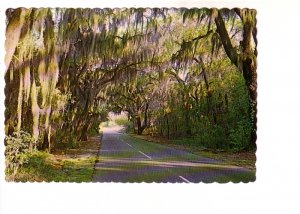 Spanish Moss in Low Country, South Carolina