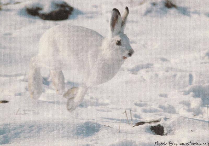 Norwegian Snow Rabbit Norway Postcard