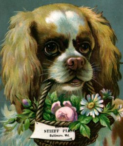 1880s-90s Stieff Pianos Grand & Upright H.I. Shank Agt. Cute Spaniel Dog &D