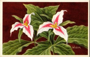 Painted Trillium Nat'l Wildlife Fed Wildflower Series by W.A. Weber Postcard M36