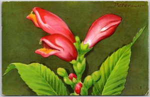 1957 Red Tuttlehead (Chelone Obliqua) Wet Woods Cypress Swamps Posted Postcard 