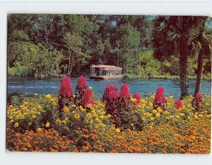 Postcard The gardens and along the banks of the Silver River, Silver Springs, FL