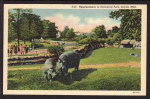 Hippopotamus at Zoological Park Detroit MI Post Card 5035