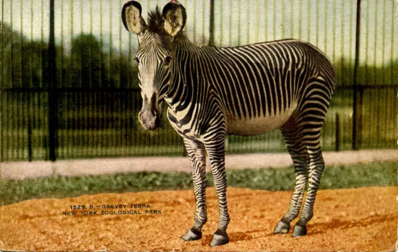 Grevey Zebra