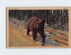 Postcard A Hitch-Hiker, Yellowstone National Park, Wyoming