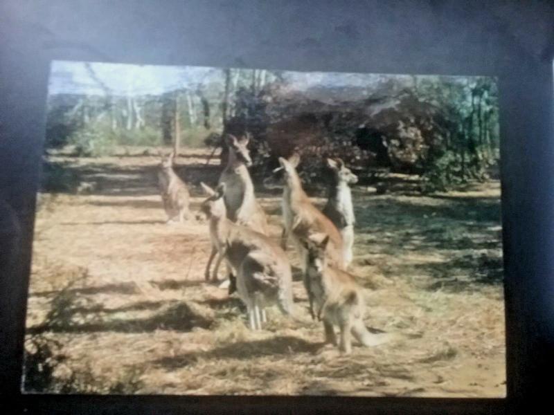 Postcard  Kangaroo Family in The Warrumbungle National Park, Australia. Z1