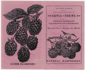 Rochester NY - Chase Bros - Small fruits - berries, currants - @3-1/2 X 6 folded