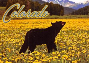 Black Bear, Colorado  