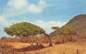 Typical Divi-Divi Tree, Shaped By Trade Winds Aruba Unused 