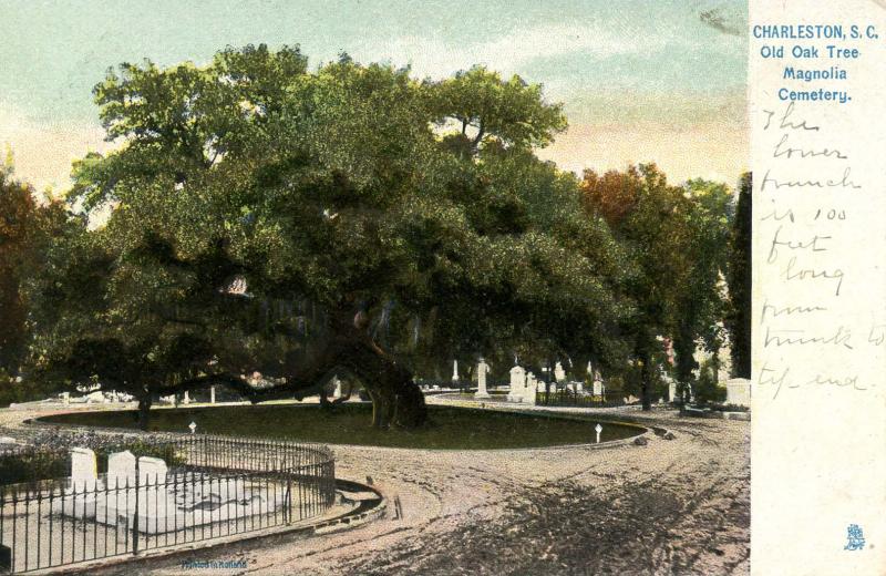 SC - Charleston. Old Oak Tree in Magnolia Cemetery