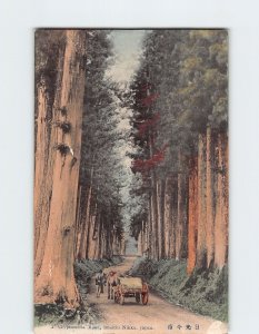 Postcard Cryptomeria Road Imaichi Nikko Japan