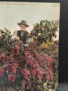 Postcard Antique View of Farmer Harvesting Tokay Grapes in Oregon.   T6