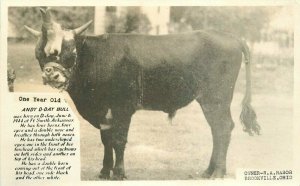 Brookville Ohio 1950s Andy Day Freak Bull RPPC Photo Postcard 21-6403