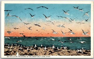 Sea Gulls on the Shore of Great Salt Lake Utah UT Ocean View Postcard