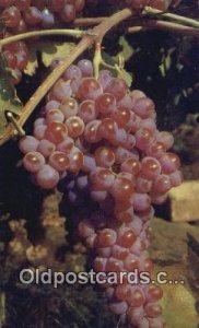 Grapes Farming Unused yellowing on back from age