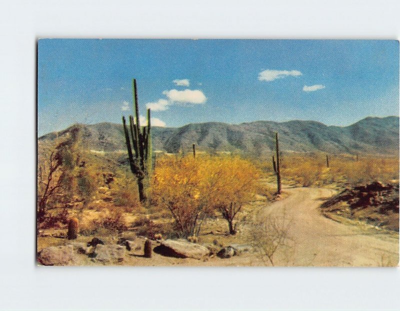 Postcard Desert Roadway, South Mountain Park, Phoenix, Arizona