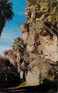 Postcard United States Andreas Canyon Agua Caliente Indian Palm Springs Ca