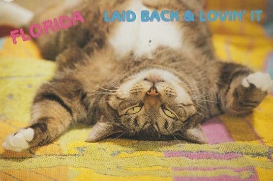 Florida Grey Tabby Kitten Laid Back & Loving It Tummy Tickling Postcard