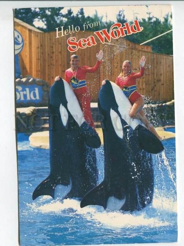 464444 USA California San Diego Sea World Shamu Killer Whale advertising Germany
