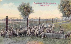 Two Month Old Ostriches at Farm 1910c postcard