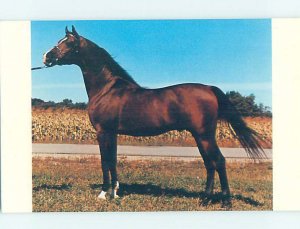 1968 CHAMPION RACE HORSE Manhattan Illinois IL AD2351