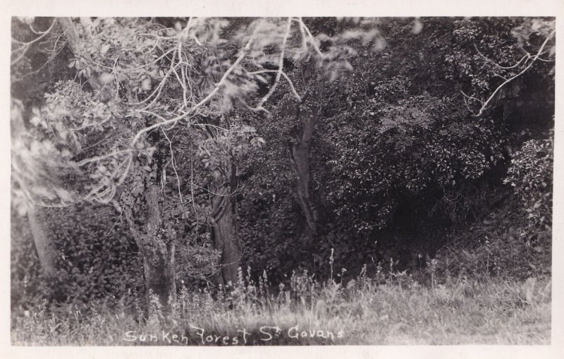 Sunken Forest St Govans Pembrokeshire Real Photo Postcard