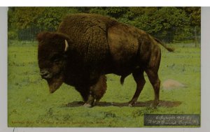 American Bison