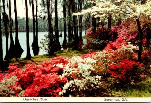 Georgia Savannah Ogeechee River With Beautful Azaleas and Cypress Trees