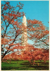 Vintage Postcard 1920s Washington Monument Obelisk Spring Blossoms Washington DC