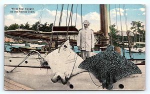 FLORIDA COAST, FL ~ WHIP RAY & SAILBOAT c1910s Fishing Postcard