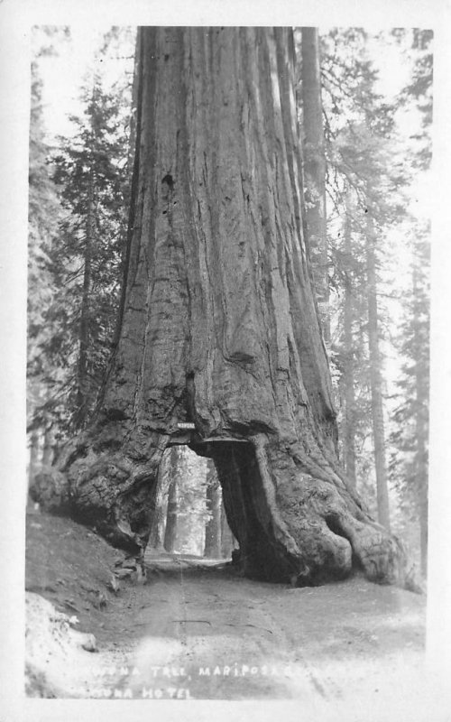 WAWONA TREE Mariposa Grove, CA Yosemite RPPC ca 1910s Vintage Postcard