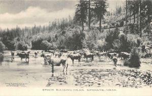 SPOKANE, WA Washington  STOCK GRAZING~CATTLE  Albertype B&W Ranching Postcard