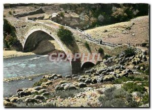 Postcard Modern Landscapes of Provence Transhumants Sheep