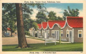 Postcard Iowa Oskaloosa 1953 Shady Lodge Tourist Court Tichnor Bros 23-985