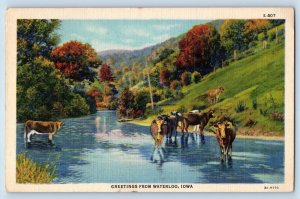 Waterloo Iowa Postcard Greetings Cows Drinking On River Scenic View 1938 Vintage