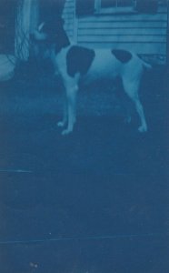 RP; North Chatham, New Hampshire,1908; Dog